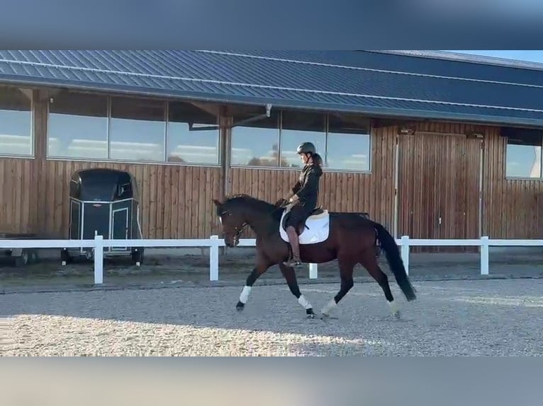 Duits sportpaard Ruin 5 Jaar 164 cm Bruin in Dauchingen