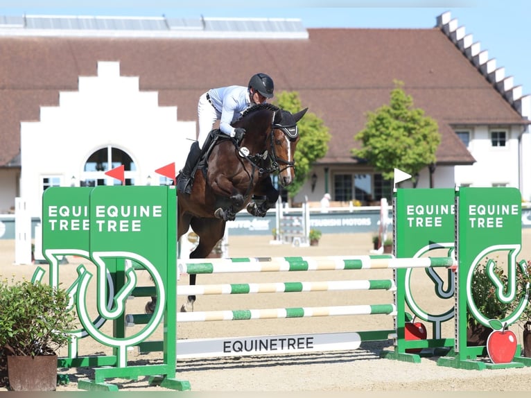Duits sportpaard Ruin 5 Jaar 164 cm Donkerbruin in Königsfeld im Schwarzwald