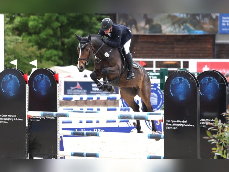Duits sportpaard Ruin 5 Jaar 164 cm Donkerbruin in Königsfeld im Schwarzwald