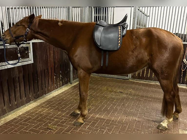 Duits sportpaard Ruin 5 Jaar 164 cm Vos in Rheinsberg