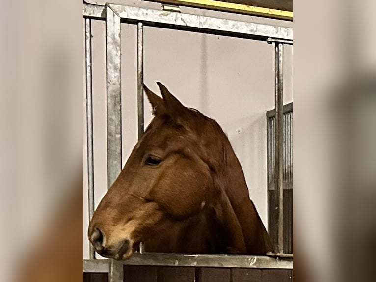 Duits sportpaard Ruin 5 Jaar 164 cm Vos in Rheinsberg