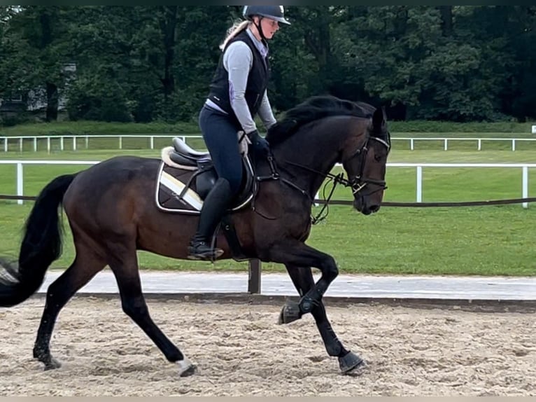 Duits sportpaard Ruin 5 Jaar 164 cm Zwartbruin in Ladeburg