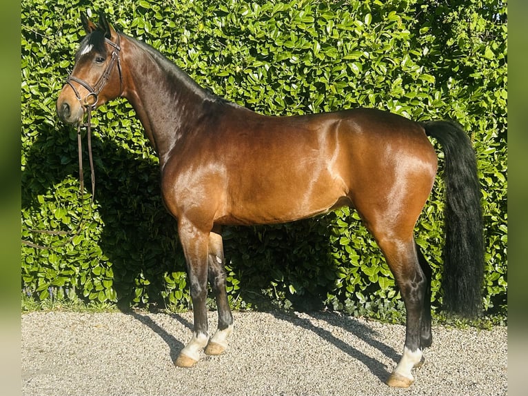 Duits sportpaard Ruin 5 Jaar 165 cm Bruin in Bocholtz