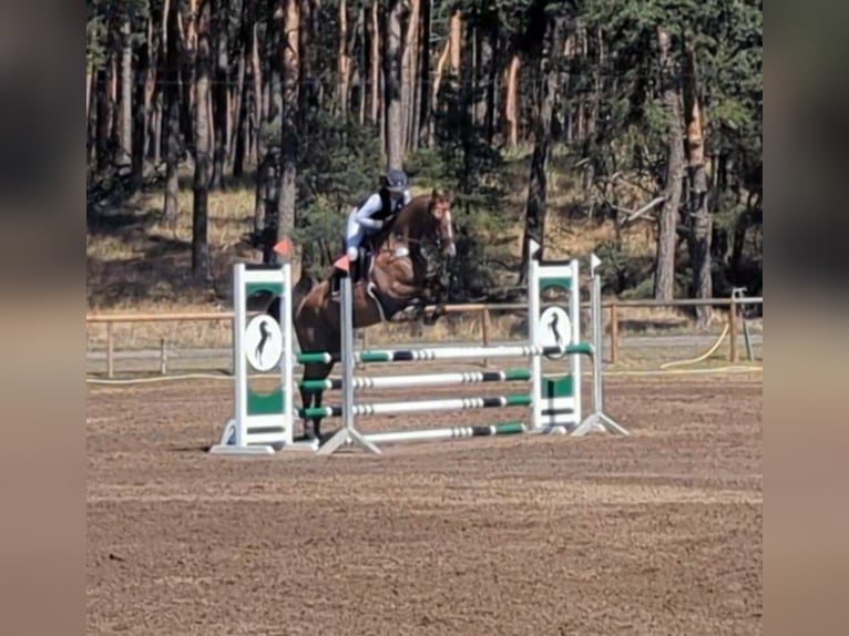 Duits sportpaard Ruin 5 Jaar 165 cm Bruin in Libbesdorf