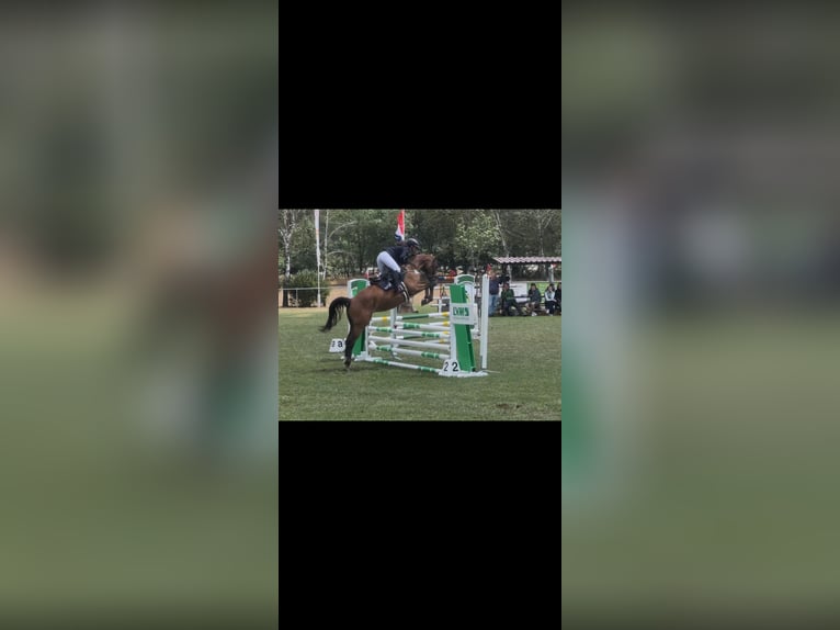 Duits sportpaard Ruin 5 Jaar 165 cm Bruin in Libbesdorf