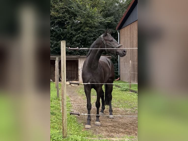 Duits sportpaard Ruin 5 Jaar 165 cm Donkerbruin in Hegnenbach