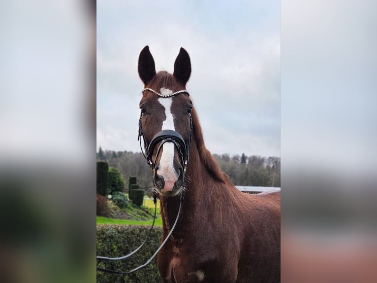 Duits sportpaard Ruin 5 Jaar 165 cm Donkere-vos in Bad Schussenried