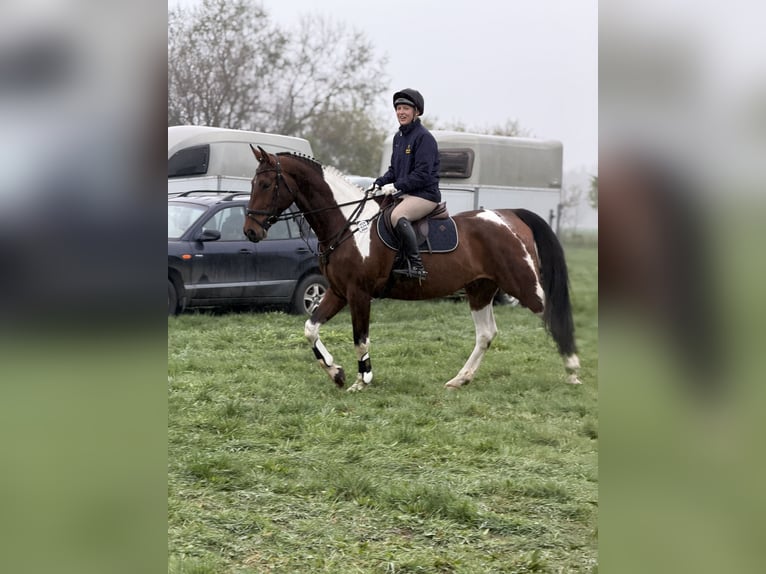Duits sportpaard Ruin 5 Jaar 165 cm Gevlekt-paard in Aulosen