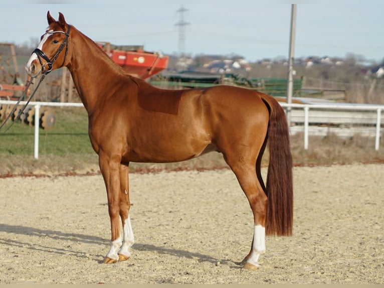 Duits sportpaard Ruin 5 Jaar 165 cm Vos in Brilon