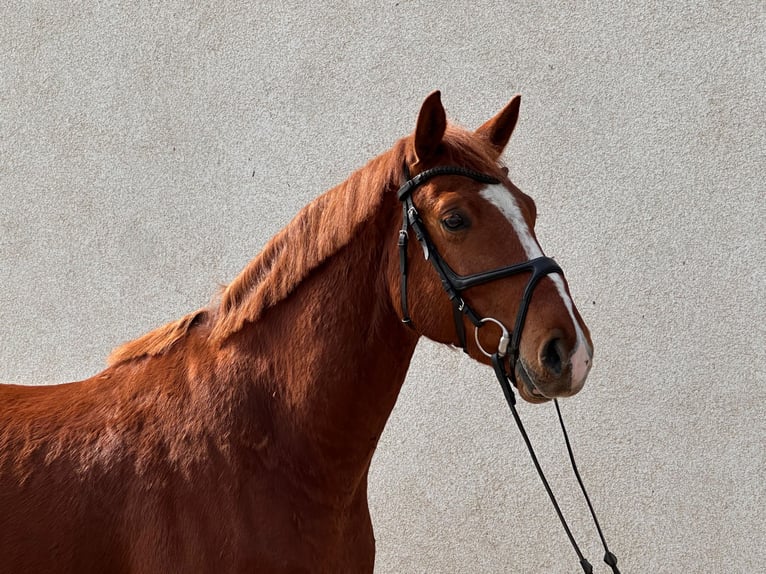 Duits sportpaard Ruin 5 Jaar 165 cm Vos in Dahme/Mark