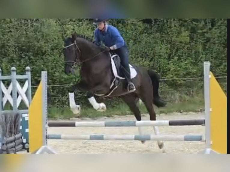 Duits sportpaard Ruin 5 Jaar 165 cm Zwart in Lonsee