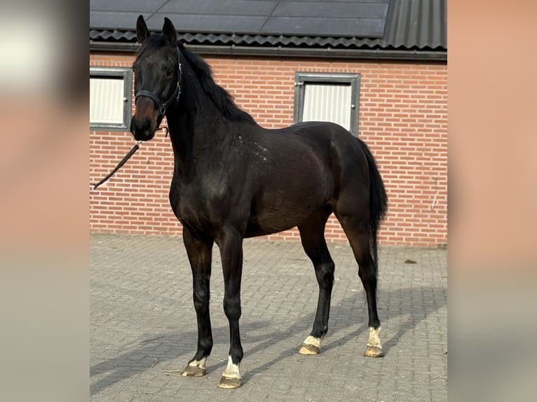 Duits sportpaard Ruin 5 Jaar 165 cm Zwartbruin in Zieuwent