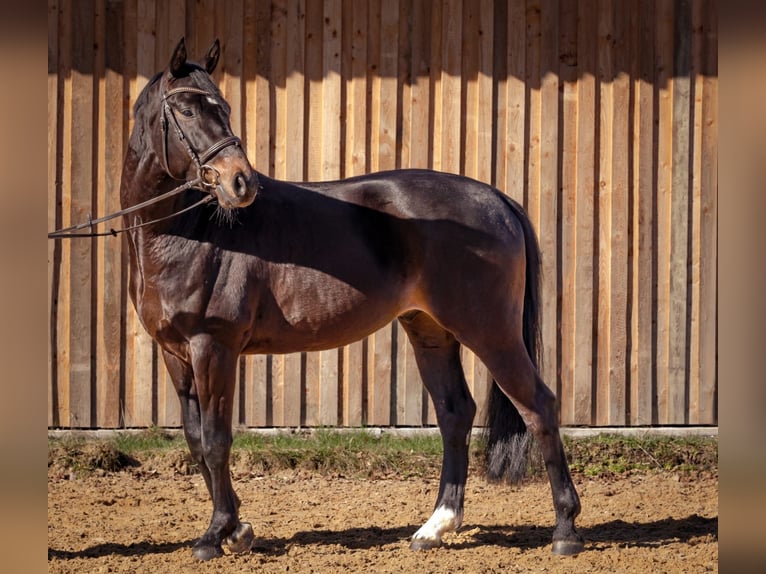 Duits sportpaard Ruin 5 Jaar 166 cm Donkerbruin in Neuburg an der Kammel