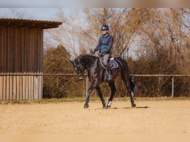 Duits sportpaard Ruin 5 Jaar 166 cm Donkerbruin in Neuburg an der Kammel
