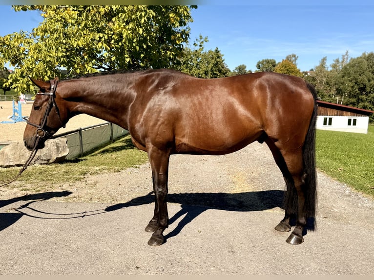 Duits sportpaard Ruin 5 Jaar 166 cm Donkerbruin in Altusried