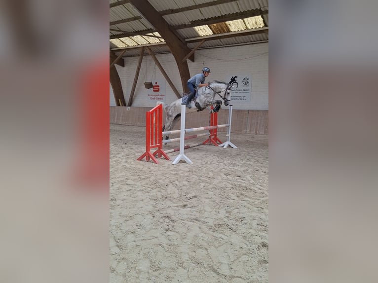 Duits sportpaard Ruin 5 Jaar 166 cm Schimmel in B&#xFC;ttelborn
