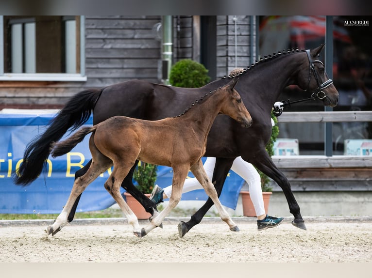 Duits sportpaard Ruin 5 Jaar 166 cm Zwartbruin in Ebersberg
