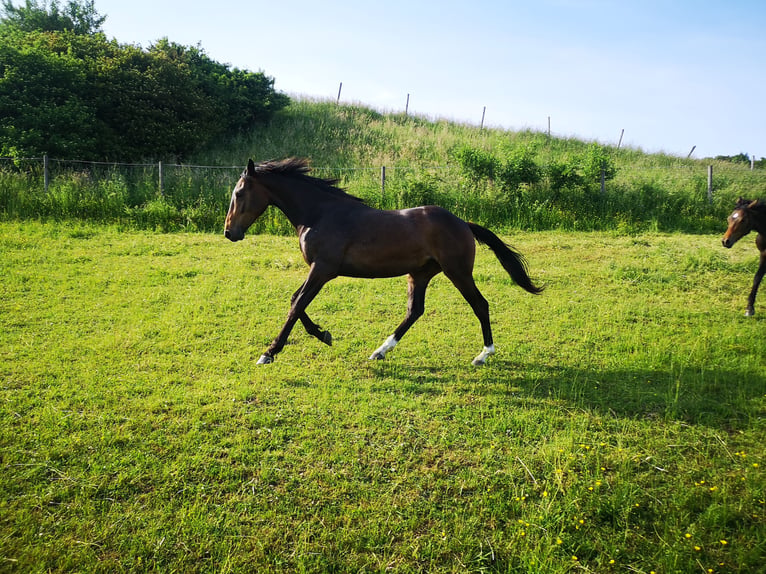 Duits sportpaard Ruin 5 Jaar 166 cm Zwartbruin in Ebersberg
