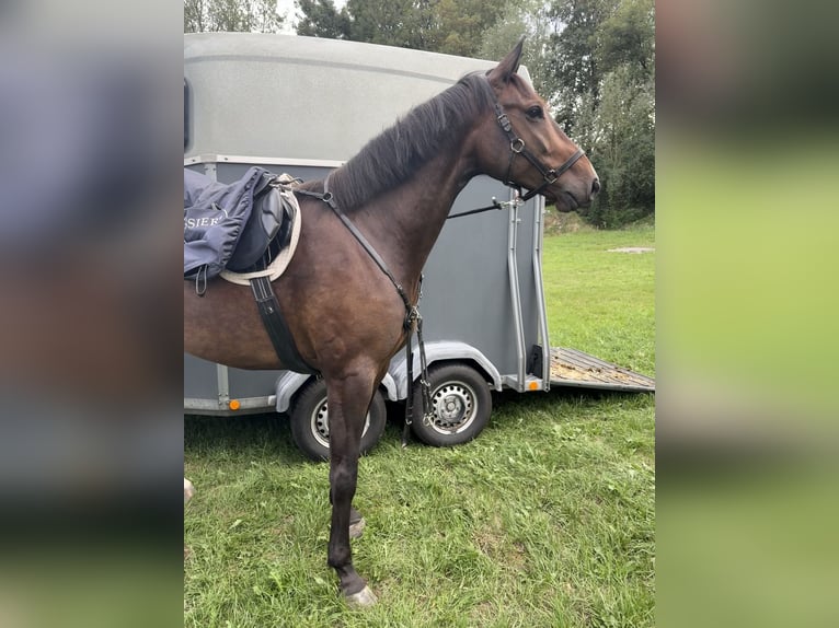 Duits sportpaard Ruin 5 Jaar 166 cm Zwartbruin in Ebersberg