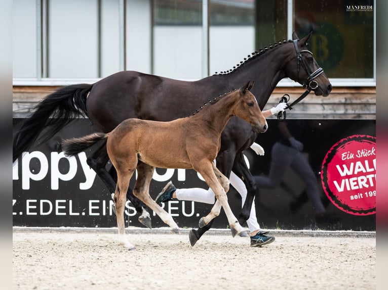 Duits sportpaard Ruin 5 Jaar 166 cm Zwartbruin in Ebersberg