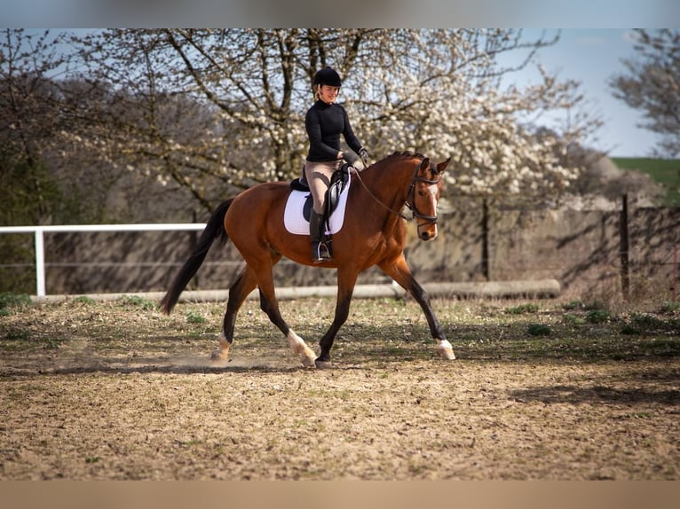 Duits sportpaard Ruin 5 Jaar 167 cm Bruin in Nordhausen