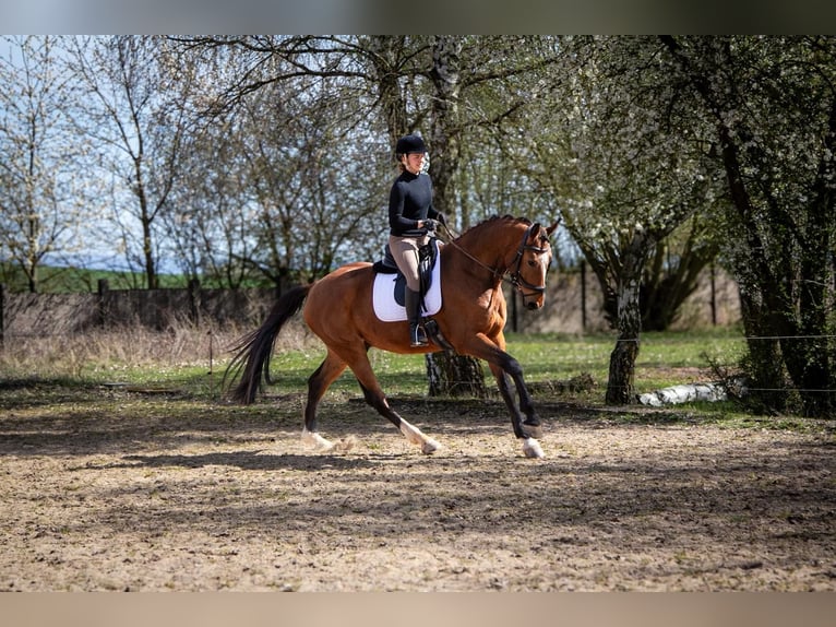 Duits sportpaard Ruin 5 Jaar 167 cm Bruin in Nordhausen