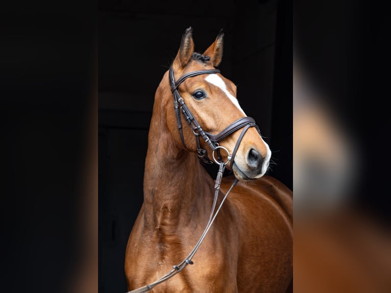 Duits sportpaard Ruin 5 Jaar 167 cm Bruin in Nordhausen