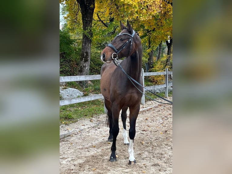 Duits sportpaard Ruin 5 Jaar 167 cm Bruin in Moosach