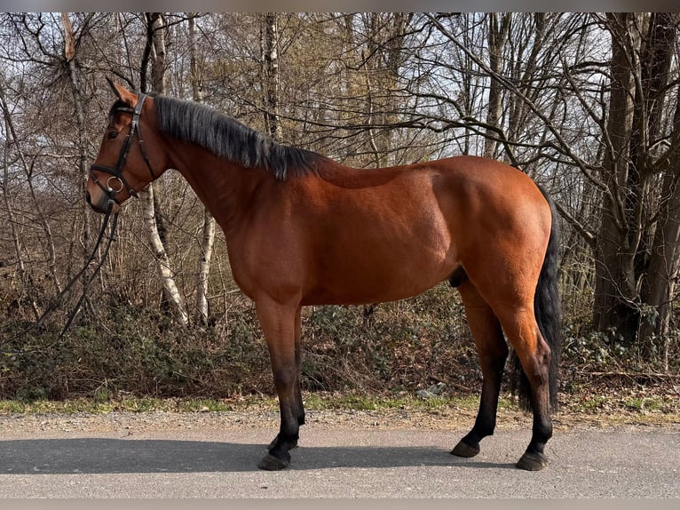 Duits sportpaard Ruin 5 Jaar 167 cm Bruin in Overath