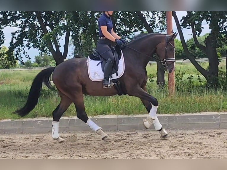 Duits sportpaard Ruin 5 Jaar 167 cm Donkerbruin in Dallgow-Döberitz