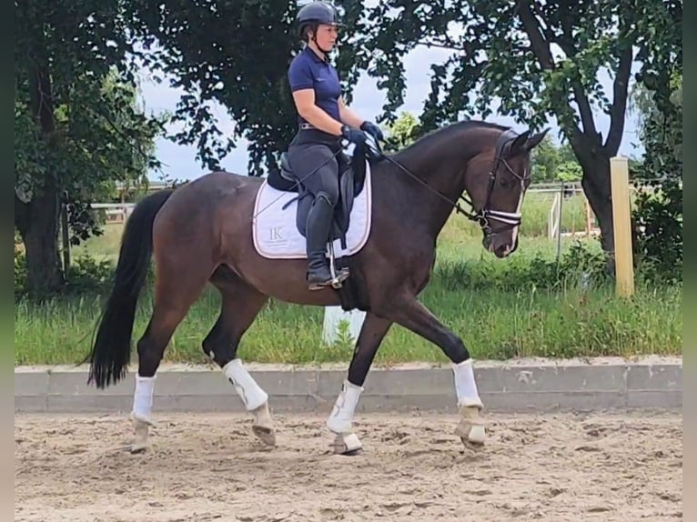 Duits sportpaard Ruin 5 Jaar 167 cm Donkerbruin in Dallgow-Döberitz