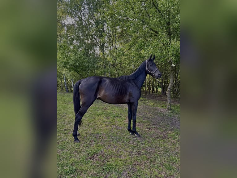 Duits sportpaard Ruin 5 Jaar 167 cm Donkerbruin in Gromadka