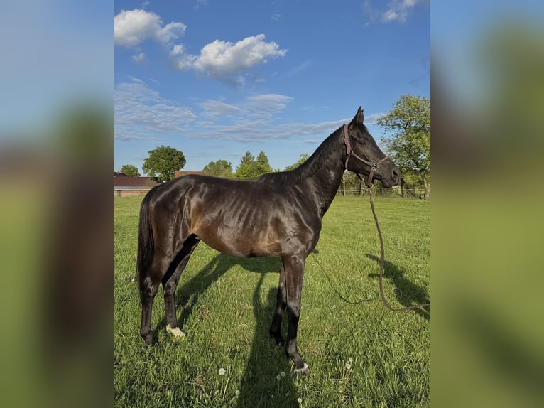 Duits sportpaard Ruin 5 Jaar 167 cm Donkerbruin in Gromadka