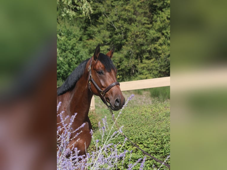 Duits sportpaard Ruin 5 Jaar 167 cm Donkerbruin in Erharting