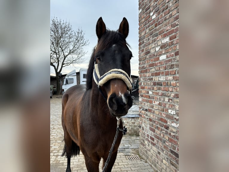 Duits sportpaard Ruin 5 Jaar 167 cm Donkerbruin in Grevenbroich