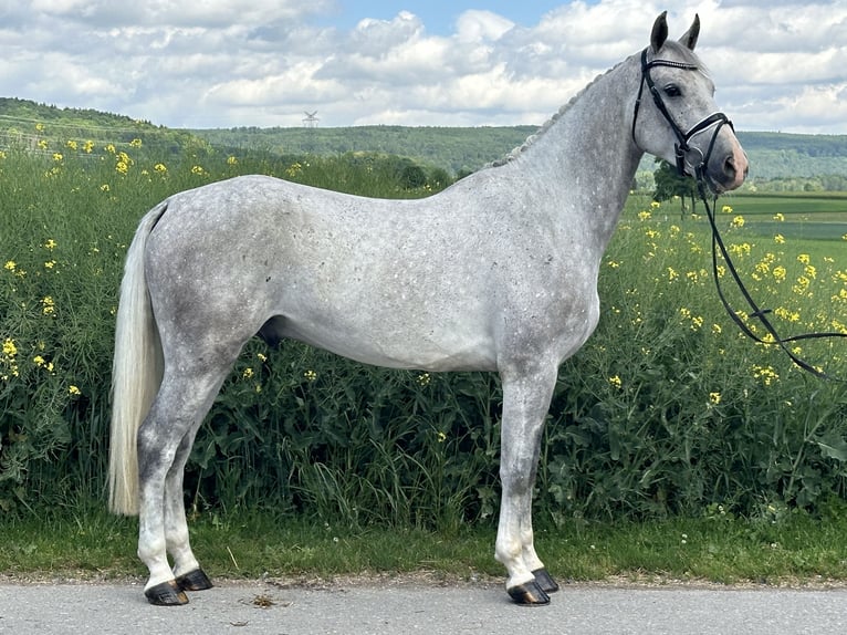 Duits sportpaard Ruin 5 Jaar 167 cm Schimmel in Riedlingen