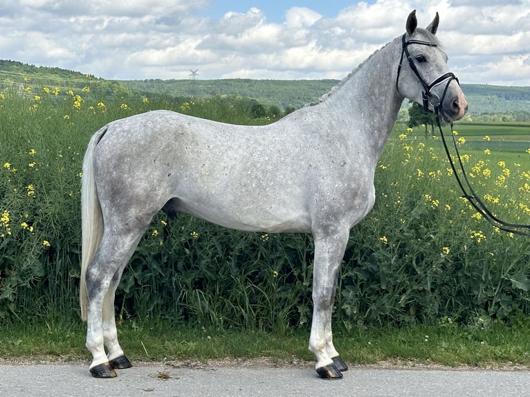 Duits sportpaard Ruin 5 Jaar 167 cm Schimmel in Riedlingen