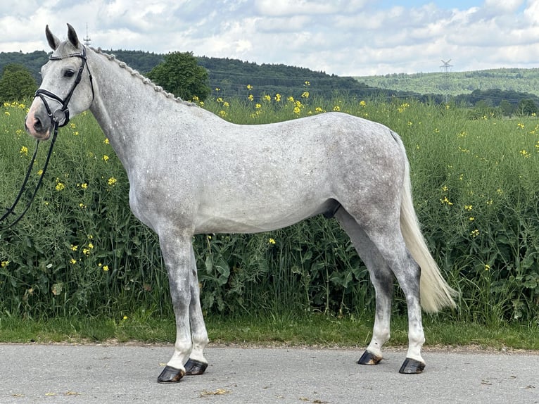 Duits sportpaard Ruin 5 Jaar 167 cm Schimmel in Riedlingen