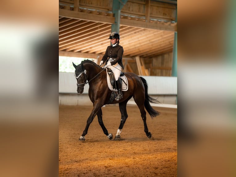 Duits sportpaard Ruin 5 Jaar 167 cm Zwart in Mainhardt