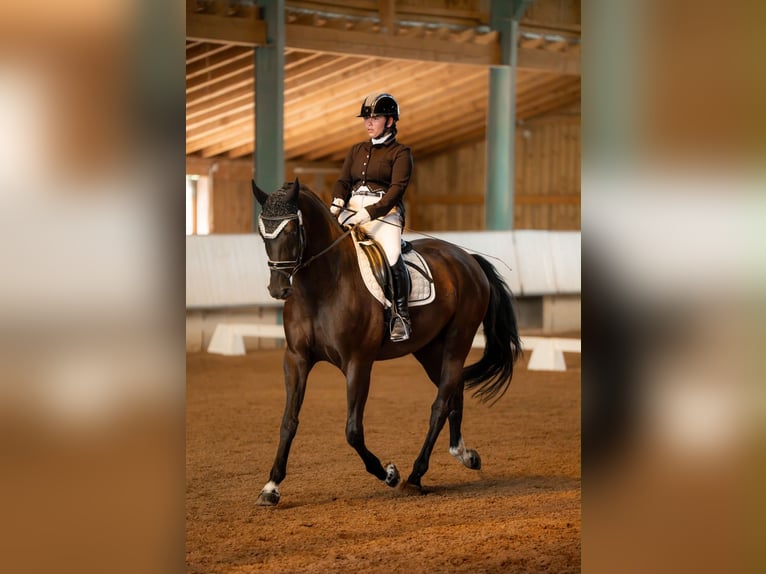Duits sportpaard Ruin 5 Jaar 167 cm Zwart in Mainhardt