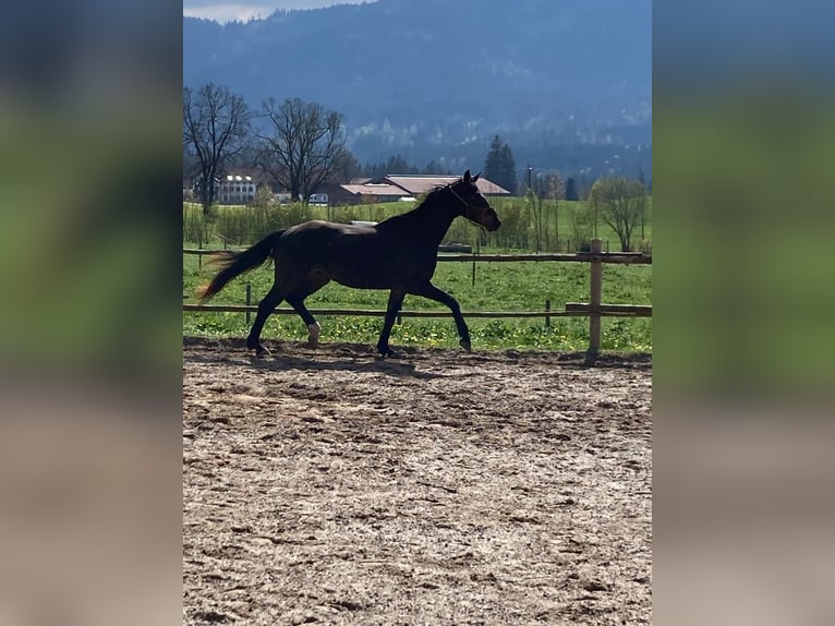 Duits sportpaard Ruin 5 Jaar 168 cm Donkerbruin in Fischbachau