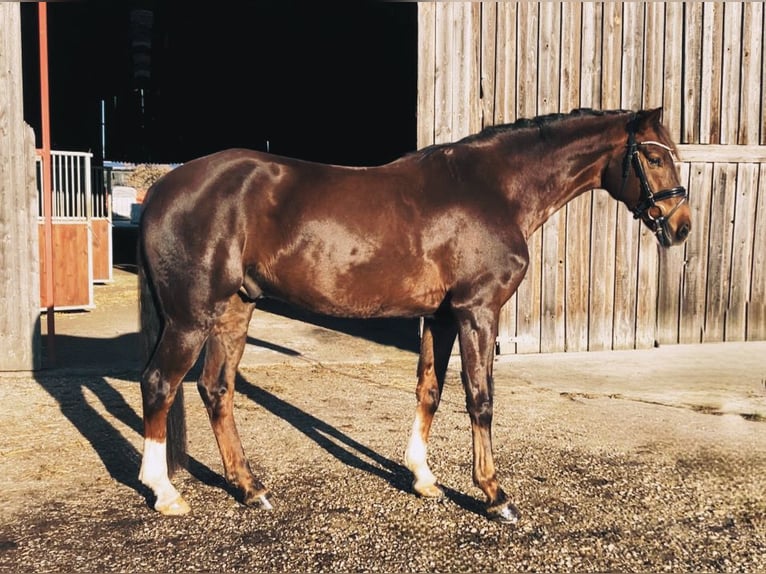 Duits sportpaard Ruin 5 Jaar 168 cm Donkere-vos in Rochau