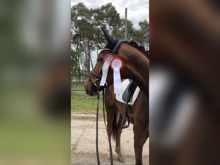 Duits sportpaard Ruin 5 Jaar 168 cm Donkere-vos in Rochau