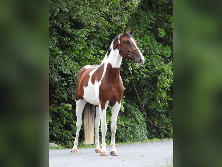 Duits sportpaard Ruin 5 Jaar 168 cm Gevlekt-paard in Verl