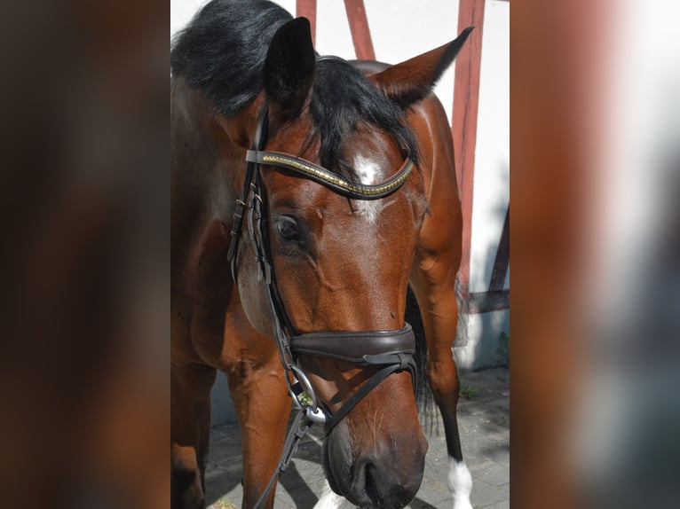 Duits sportpaard Ruin 5 Jaar 168 cm Roodbruin in Lonsee