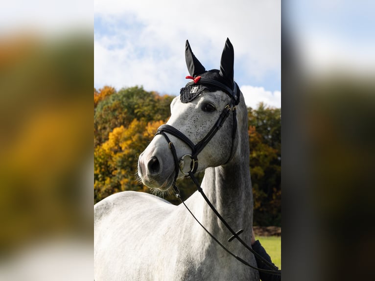 Duits sportpaard Ruin 5 Jaar 168 cm Schimmel in Dohna