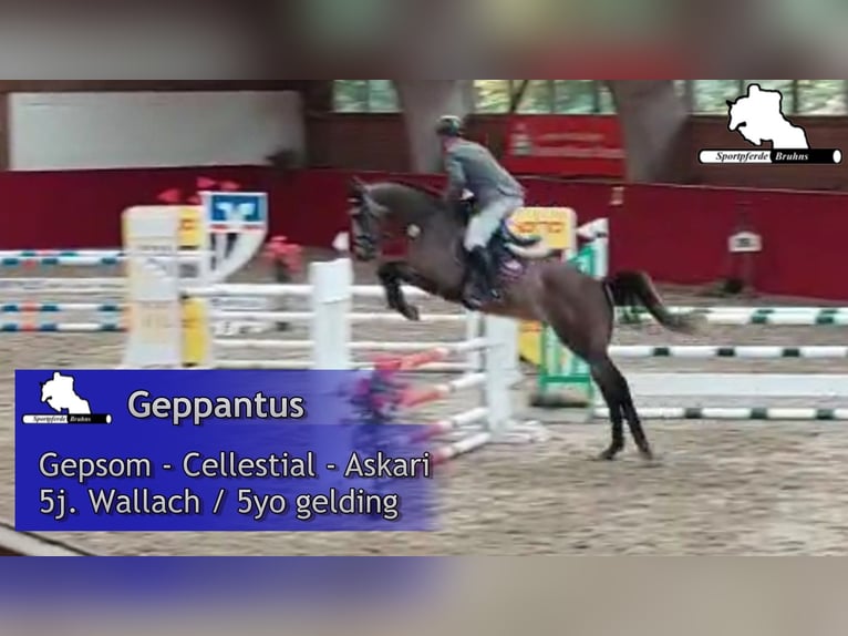 Duits sportpaard Ruin 5 Jaar 168 cm Schimmel in Gadow