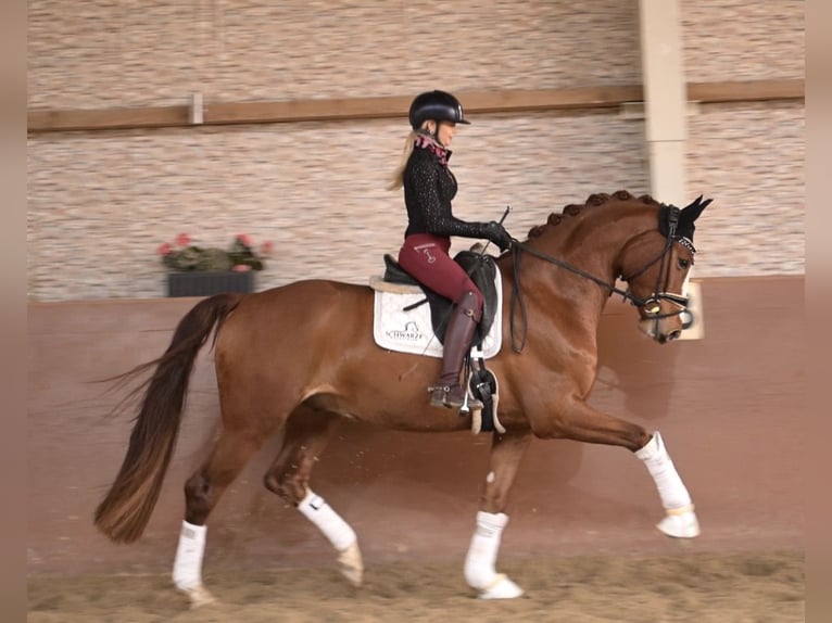 Duits sportpaard Ruin 5 Jaar 168 cm Vos in Wehringen