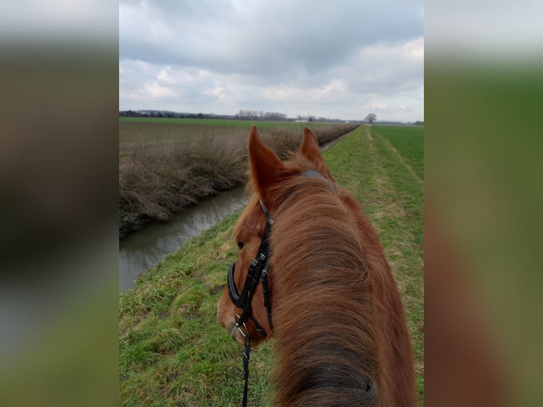 Duits sportpaard Ruin 5 Jaar 168 cm Vos in Weinheim