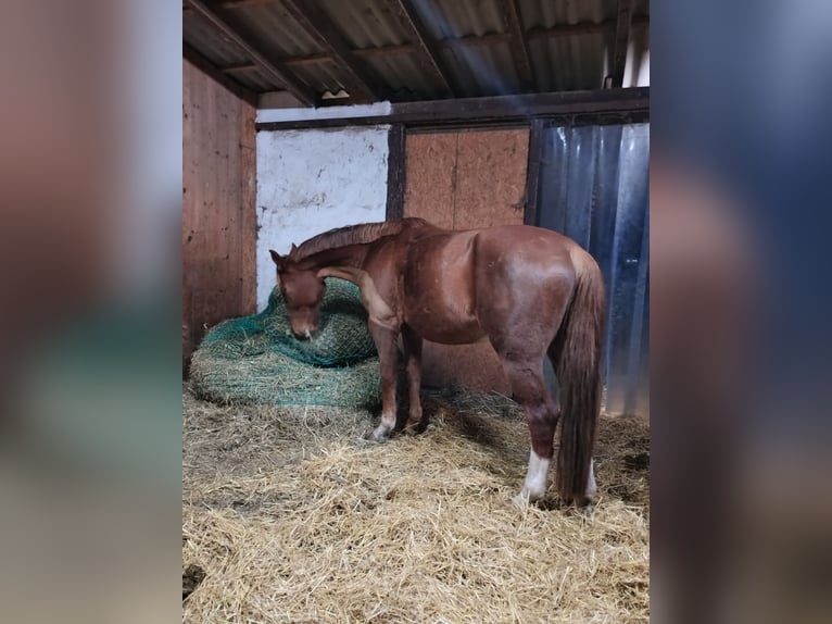 Duits sportpaard Ruin 5 Jaar 168 cm Vos in Weinheim